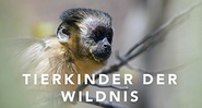 Tierkinder der Wildnis