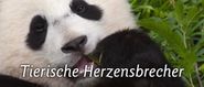 Tierische Herzensbrecher