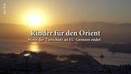 Rinder für den Orient: Wenn der Tierschutz an EU-Grenzen endet