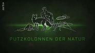 Putzkolonnen der Natur