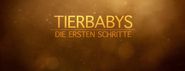 Tierbabys, die ersten Schritte