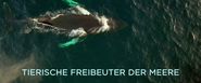 Tierische Freibeuter der Meere