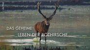 Das geheime Leben der Rothirsche