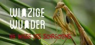 Winzige Wunder: Insekten