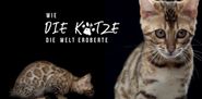 Wie die Katze die Welt eroberte