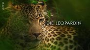 Die Leopardin