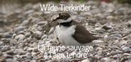 Wilde Tierkinder