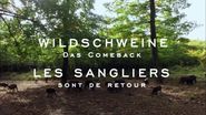 Wildschweine: Das Comeback