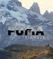 Pumas in der Wildnis Patagoniens