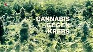 Cannabis gegen Krebs