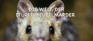 Die Welt der Tüpfelbeutelmarder