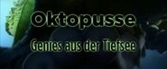 Oktopusse: Genies aus der Tiefsee