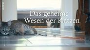 Das geheime Wesen der Katzen