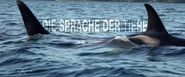 Terra X: Die Sprache der Tiere