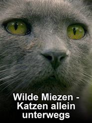 Wilde Miezen: Katzen allein unterwegs