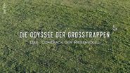 Die Odyssee der Großtrappen: Das Comeback der Riesenvögel