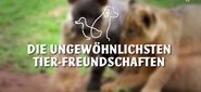 Die ungewöhnlichsten Tierfreundschaften: Allen Unterschieden zum Trotz