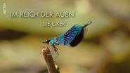 Im Reich der Auen: Die Oker